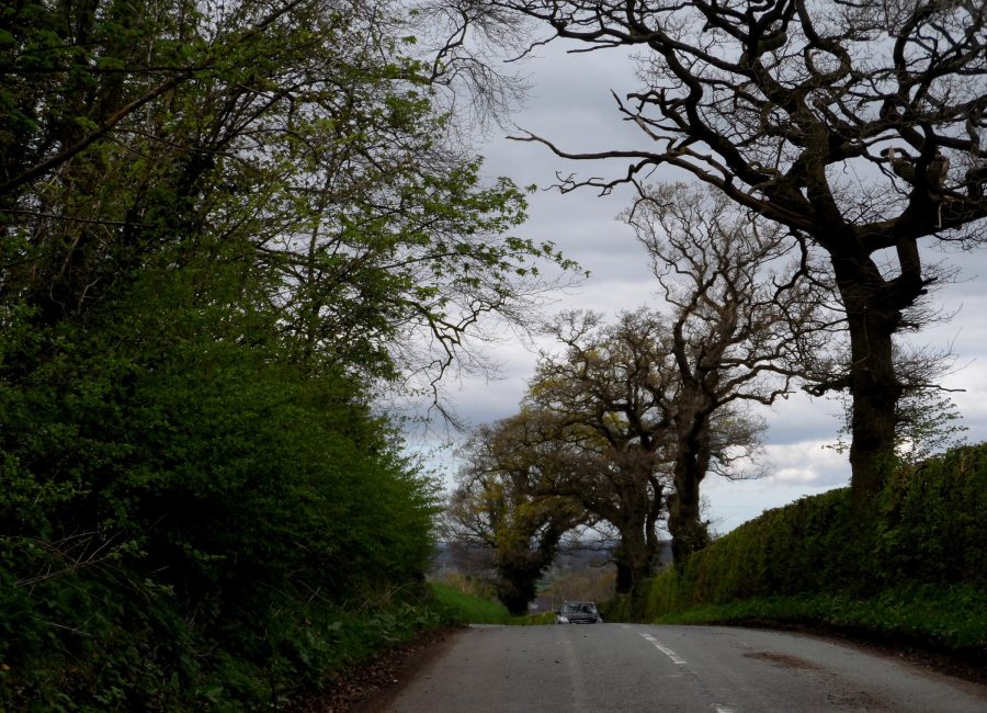 Oak-lined residential lane